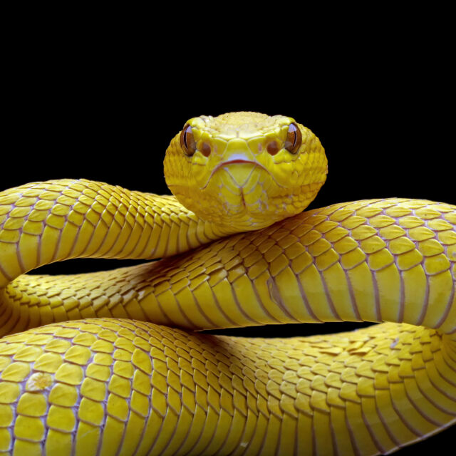 Научен пробив: Женските змии изпитват оргазъм по време на секс 