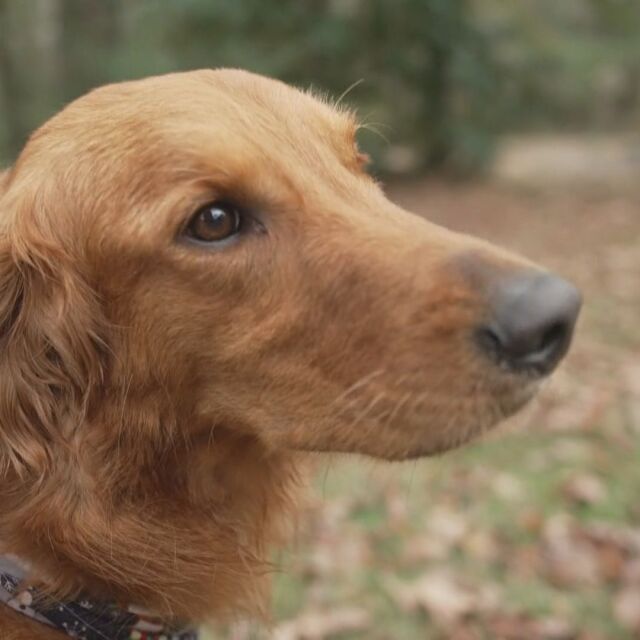 История с щастлив край: Куче откри две сестри, изчезнали в гората
