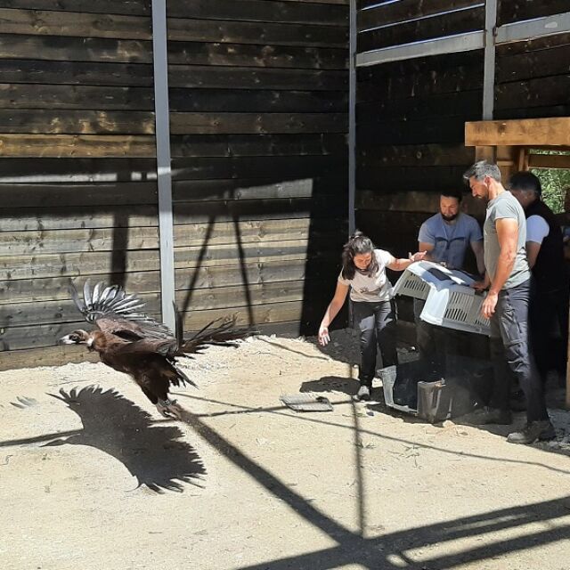 Убитият черен лешояд Андалусия: Откриха следи от гуми край мястото, където е нощувал