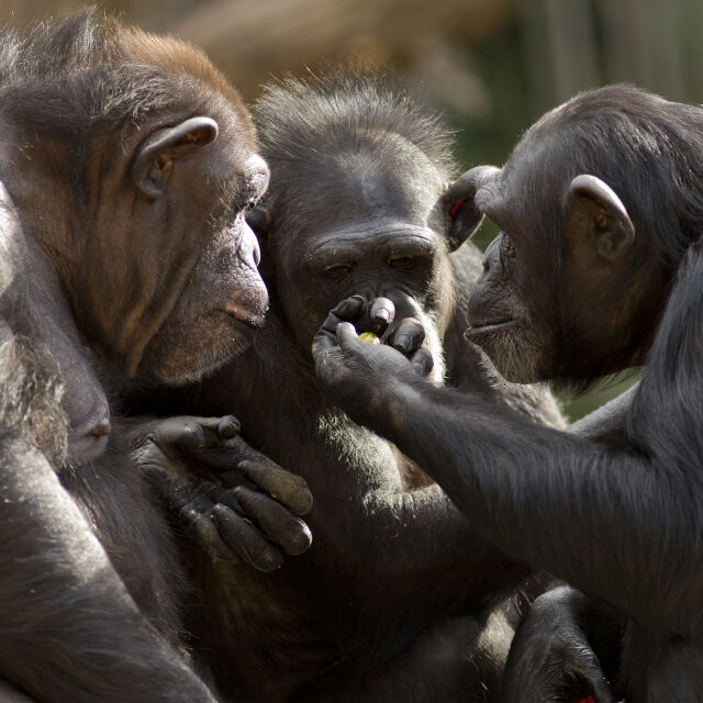 Зоологическа градина в Швеция застреля три избягали шимпанзета