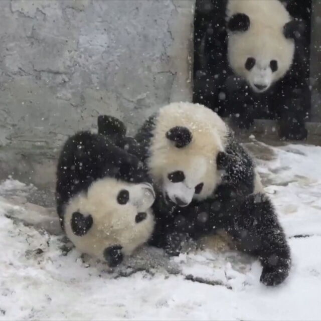 Гигантски панди се забавляват в снега (ВИДЕО)