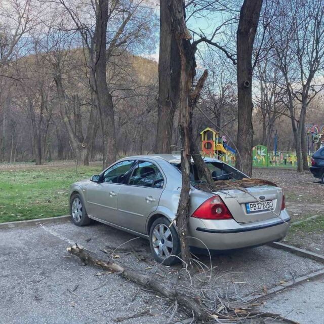 Дърво се стовари върху автомобил в Пловдив