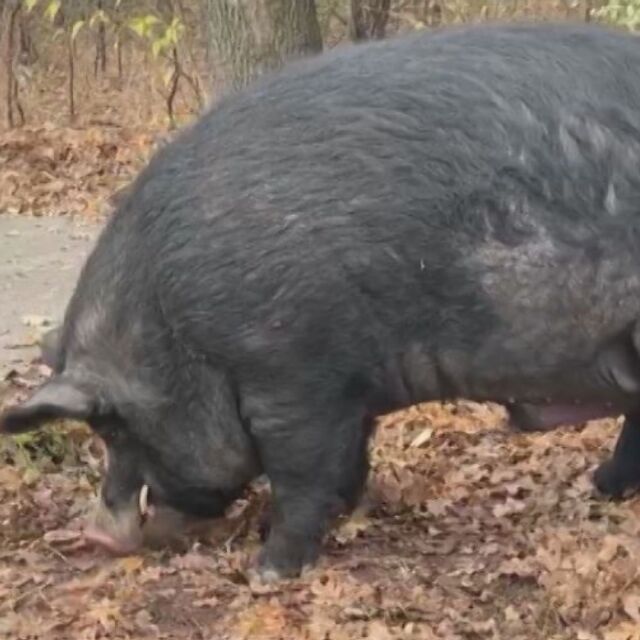 Огромно прасе се разходи и закуси край Окръжната болница в Пловдив (ВИДЕО)