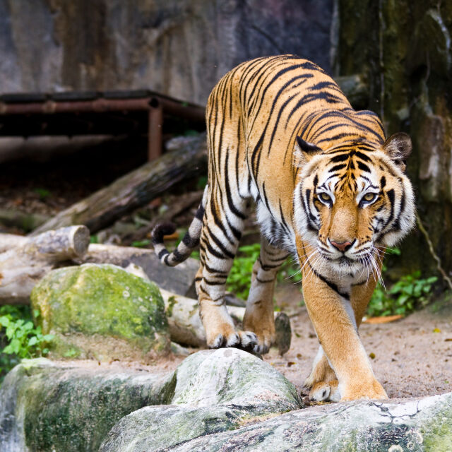 Мъж е намерен мъртъв в зоопарк случайно, видели обувка в устата на тигъра