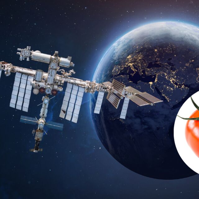 Откриха изгубен домат след месеци в космоса 