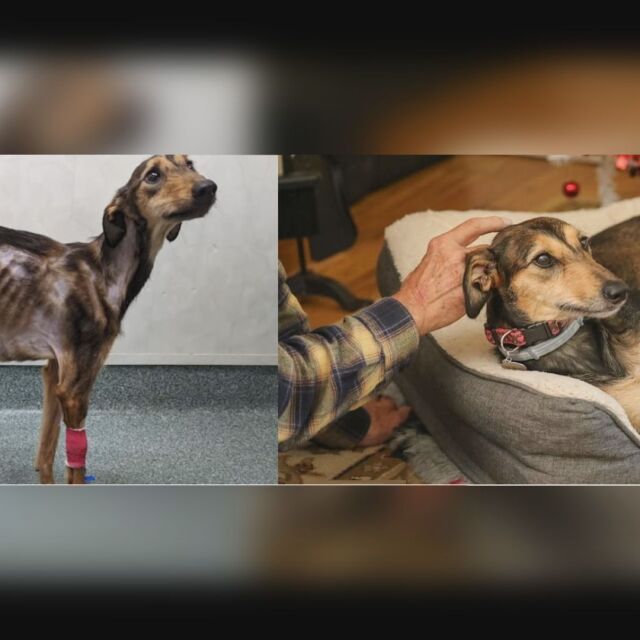 „Много слабo, без козина и без телесна температура“: Невероятната история на кучето Мейзи (ВИДЕО)