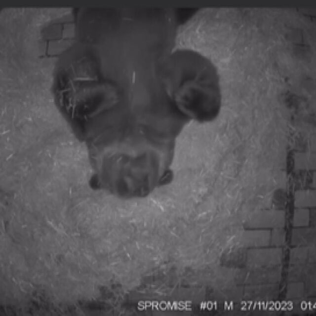  Мечокът Тони от Софийския зоопарк заспа зимен сън (ВИДЕО) 