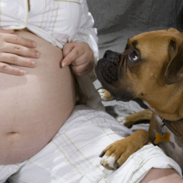 Кучетата усещат, когато сте бременна