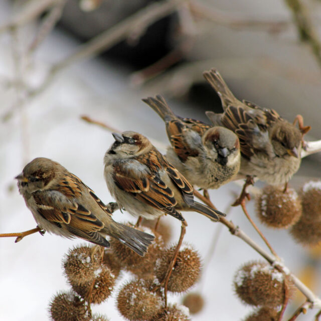  За шести път броим врабците на 30 април 