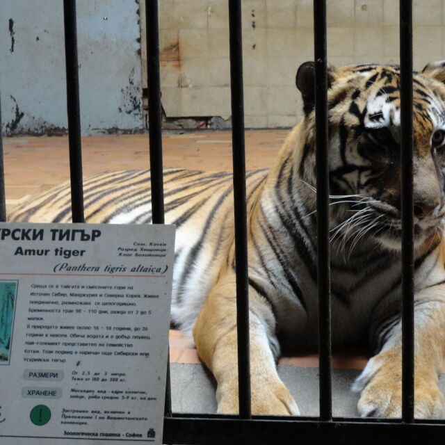 Избягалият тигър от Столичния зоопарк е упоен