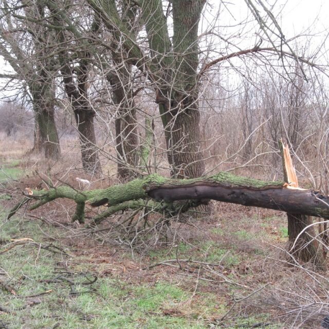 Силният вятър събори дърво и уби жена в Русенско 