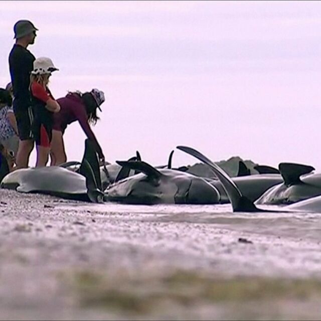 Стотици китове заседнаха на плаж в Нова Зеландия