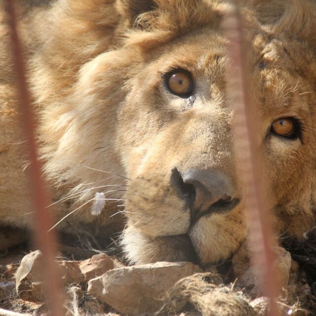 Спасяват последните животни в полуразрушения зоопарк в Мосул