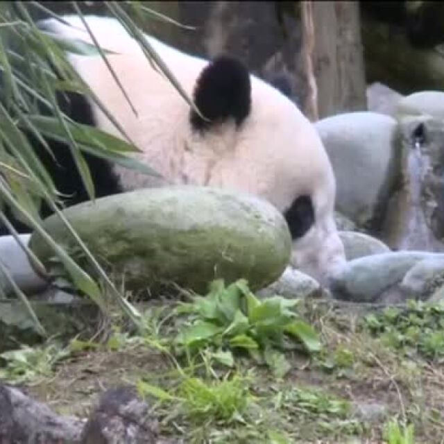 Панда, родена в САЩ, започна нов живот в Китай