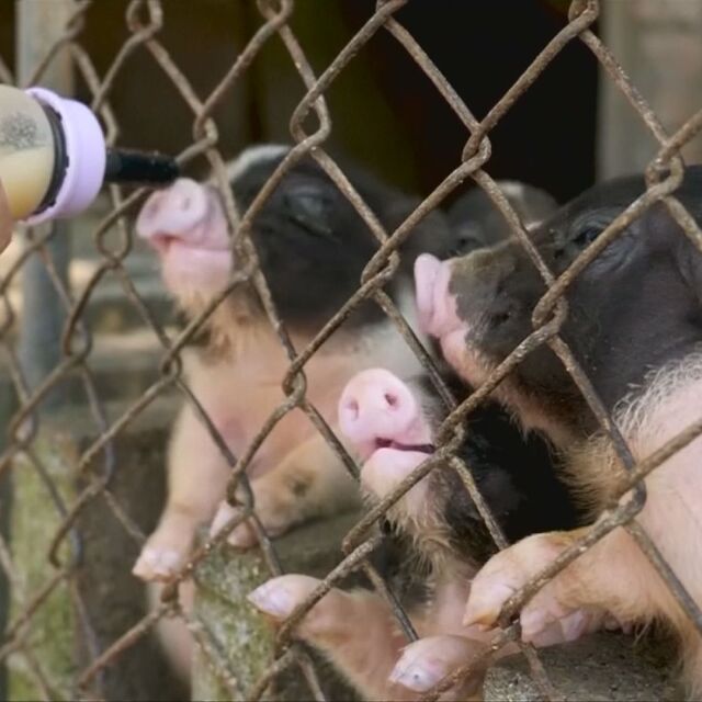 В годината на свинята: Предупреждение към хората, които искат прасенце за вкъщи