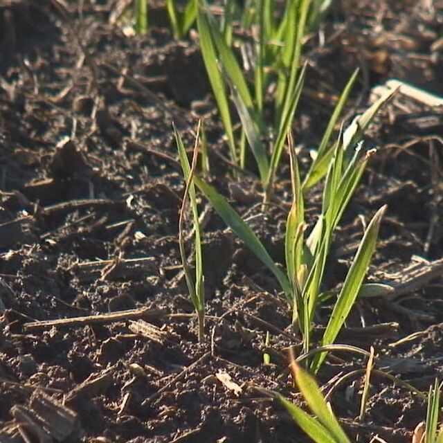 Топлото време - опасно за реколтата от пшеница и рапица 