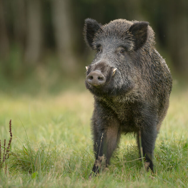 Нов случай на африканска чума по дива свиня у нас