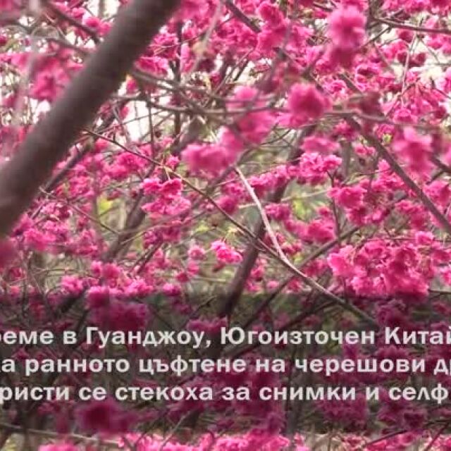 Черешови цветове изпревариха пролетта в Китай (ВИДЕО)