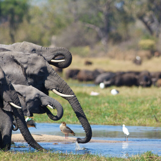 Ботсвана заплаши да изпрати 20 000 слона в Германия в знак на протест
