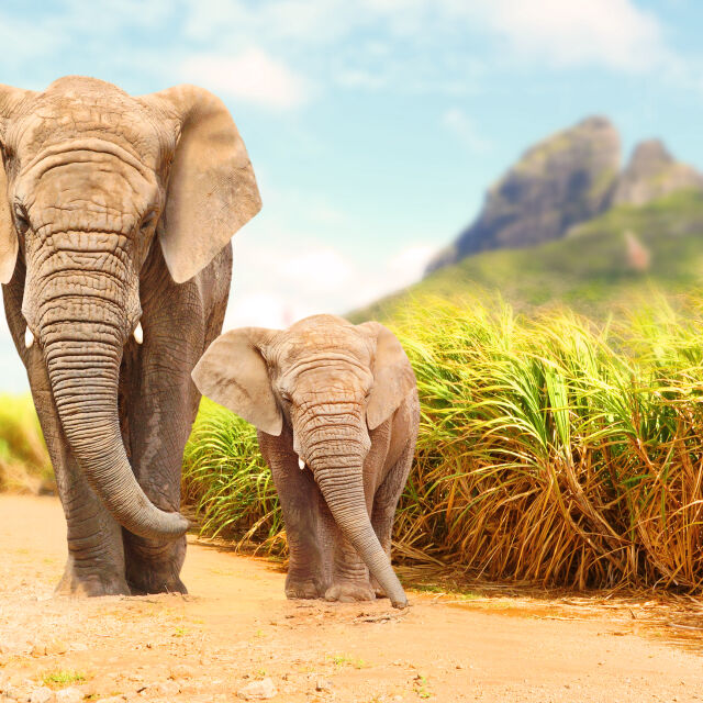 В Ботсвана се обмисля премахване на забраната за лов на слонове
