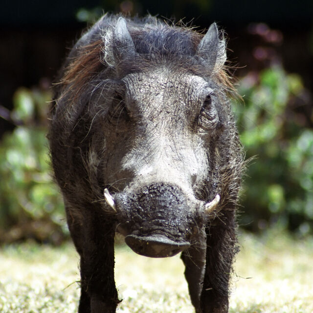БАБХ: Нов случай на африканска чума по дива свиня в Добричко