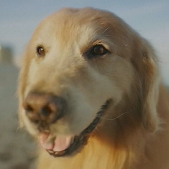 Бизнесмен плати 6 млн. долара за реклама на ветеринари, спасили кучето му