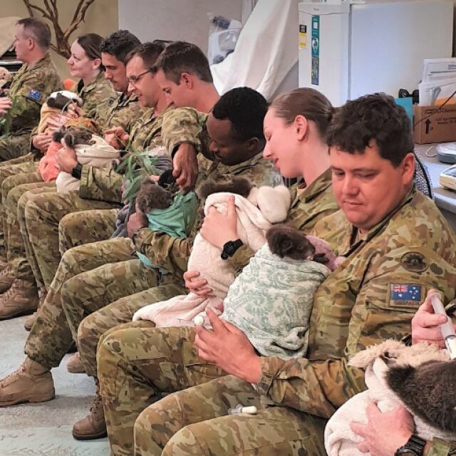 Австралийски войници се грижат за пострадали коали в свободното си време (СНИМКИ)