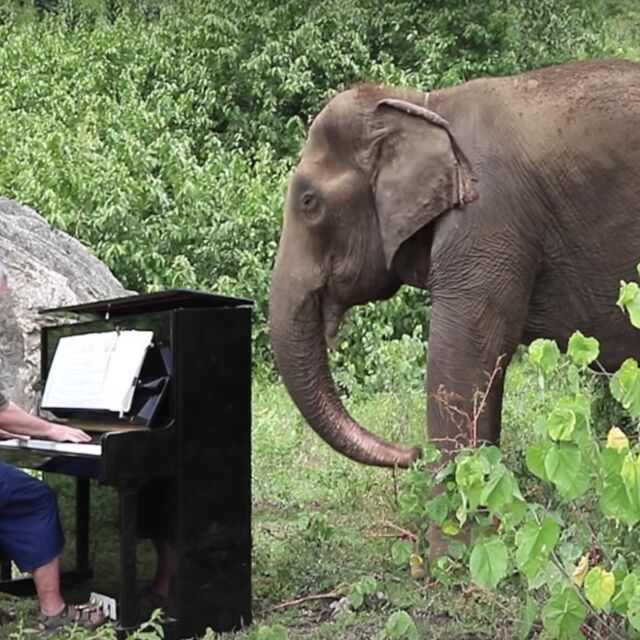 Пианист успокоява слепи и болни слонове – свири им класическа музика (СНИМКИ и ВИДЕО)