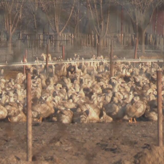 6000 патици ще бъдат умъртвени във фермата край Раковски заради птичия грип