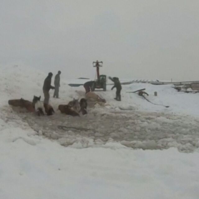 Фермери помогнаха на стадо коне да излязат от ледени води 