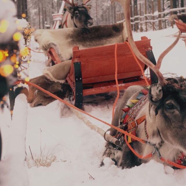 На гости в Лапландия: Какво е да живееш в града на Дядо Коледа?