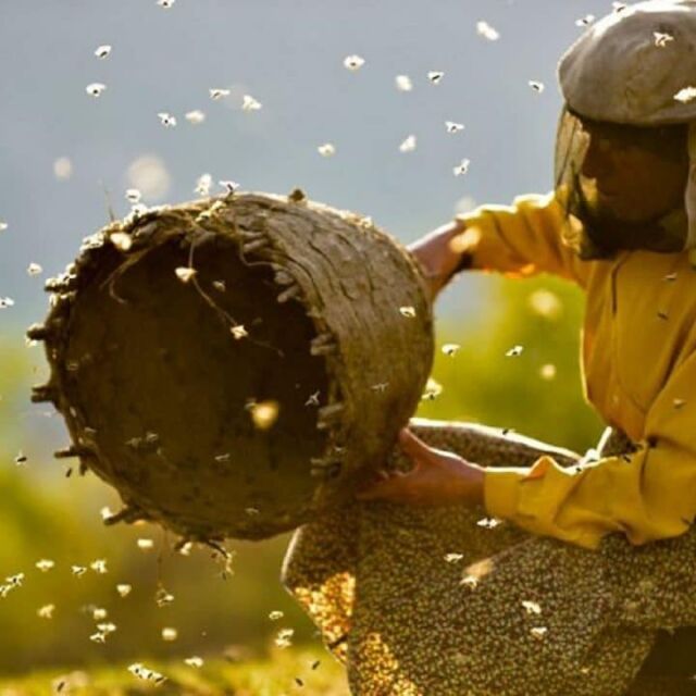 "Медена земя" разказва историята на една от последните пчеларки в забравено кътче на Европа