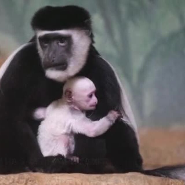 Снежнобяло маймунче с розова муцунка се гушка в майка си Сесилия (ВИДЕО)