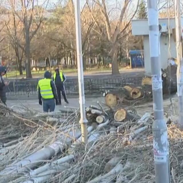 Заради силния вятър дърво падна на оживено кръстовище в Хасково