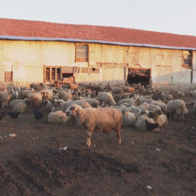 1000 животни бедстват без храна след голям пожар във ферма във Ветрен дол