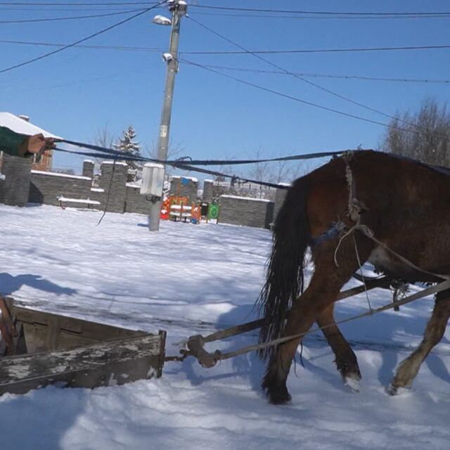 Снегорин с кон: Благодарение на кобилата Веска тротоарите в Момино село са чисти