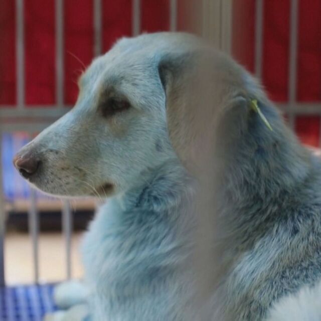 Мистерия в Русия: Откриха бездомни кучета със син цвят на козината 