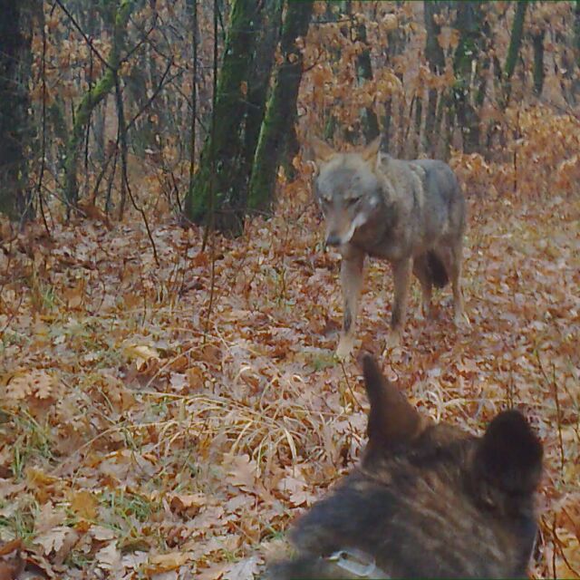 Вълчицата беглец: Продължава издирването на дружелюбния хищник в Хасково