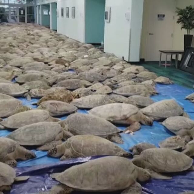 Хиляди костенурки в Тексас вкочанени от студа