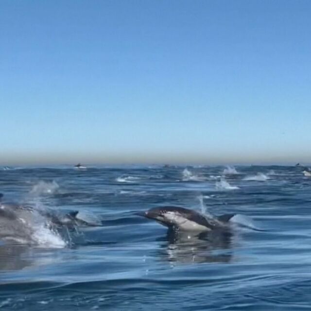 Над 2000 делфина бяха забелязани край южния бряг на Калифорния