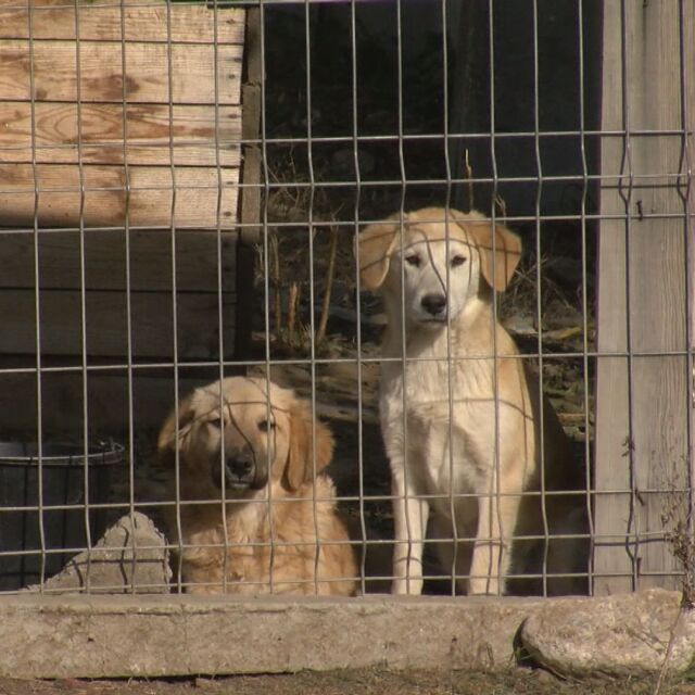 Село против кучешки приют: Защо хората не искат да бъде преместен до домовете им?