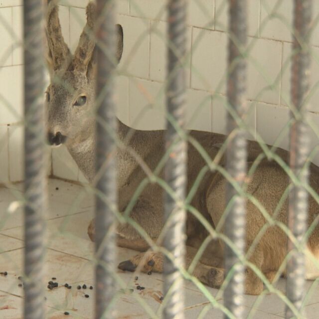 Прострелялият сръндак се възстановява в карантинното отделение на столичния зоопарк