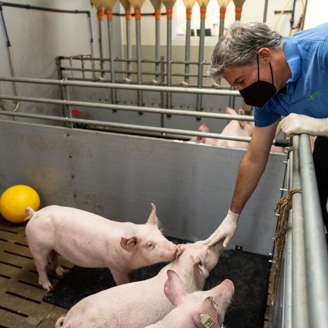 За още трансплантации от прасе на човек: В Германия създават животни само за тази цел 