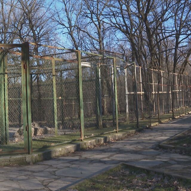 Бягство от зоопарка: Издирват вълк, избягал от клетката си 