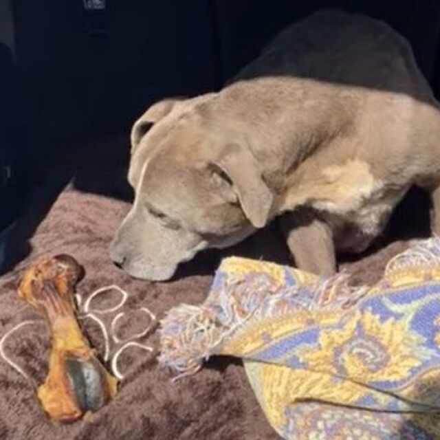 Чиста случайност: Кучето Зоуи, което се събра със стопанина си след 12 г. раздяла (ВИДЕО)