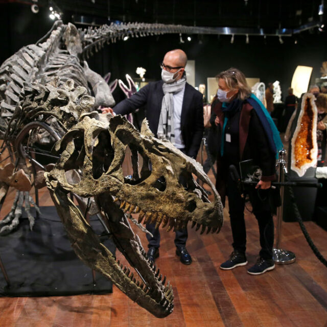 Нов музей в Дания показва най-богатата динозавърска колекция в Европа