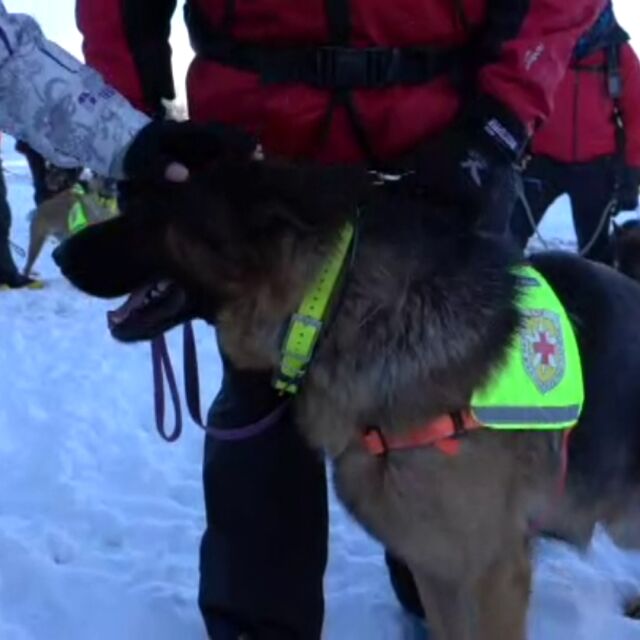 Мисия спасител: Среща с кучетата, които изваждат хора, затрупани от лавини