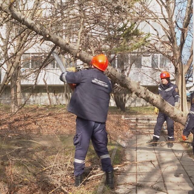 Щети заради силния вятър: Паднали дървета и пострадали коли във Варна