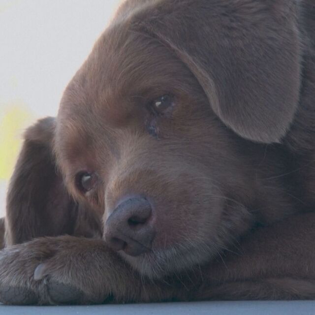 Запознайте се с Боби - най-възрастното куче в света (ВИДЕО)