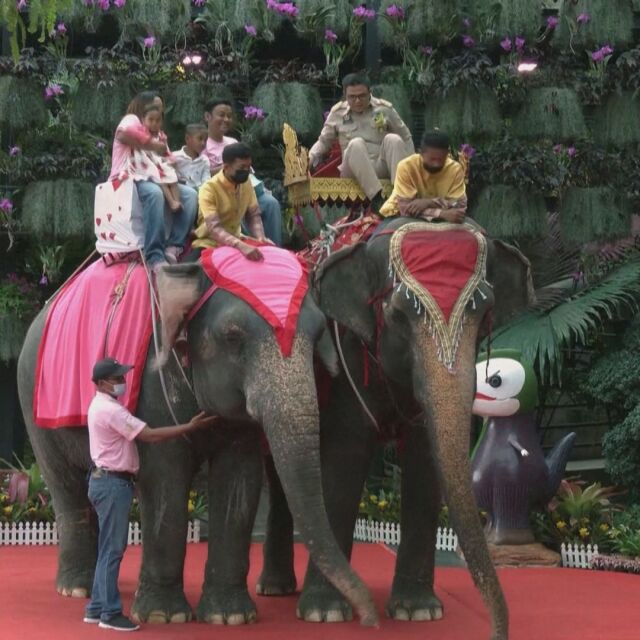 Над 70 двойки се венчаха на гърба на слон за св. Валентин (ВИДЕО)